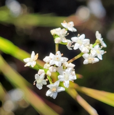 Platysace linearifolia (Narrow-leaved Platysace) at Katoomba, NSW - 23 Apr 2022 by trevorpreston