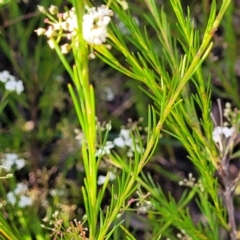 Platysace linearifolia at Katoomba, NSW - 23 Apr 2022 03:17 PM