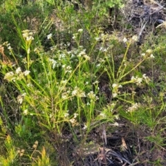 Platysace linearifolia at Katoomba, NSW - 23 Apr 2022 03:17 PM