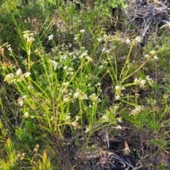 Platysace linearifolia at Katoomba, NSW - 23 Apr 2022