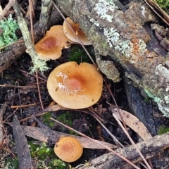 Unidentified Cap on a stem; gills below cap [mushrooms or mushroom-like] (TBC) at Katoomba, NSW - 23 Apr 2022 by trevorpreston