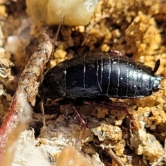 Unidentified Cockroach (Blattodea, several families) at Katoomba, NSW - 23 Apr 2022 by trevorpreston