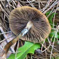 Psilocybe sp. (Psilocybe) by KMcCue
