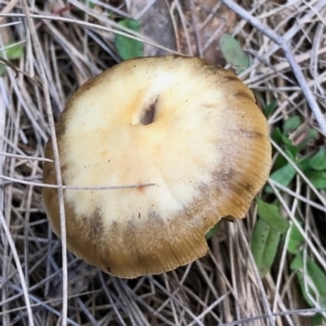 Psilocybe sp. at suppressed - 23 Apr 2022