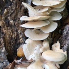 Pleurotus sp. (Pleurotus) at Namadgi National Park - 23 Apr 2022 by KMcCue