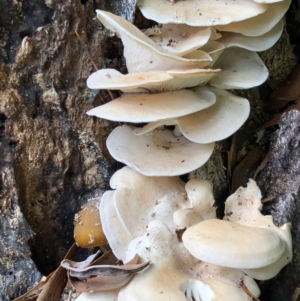 Pleurotus sp. at Cotter River, ACT - 23 Apr 2022 01:20 PM