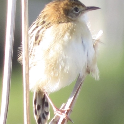 Cisticola exilis (Golden-headed Cisticola) at Fyshwick, ACT - 23 Apr 2022 by RobParnell