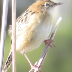 Cisticola exilis at Fyshwick, ACT - 23 Apr 2022