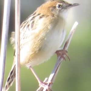 Cisticola exilis at Fyshwick, ACT - 23 Apr 2022