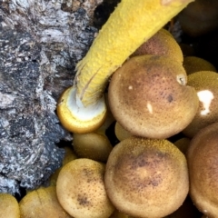 Armillaria luteobubalina (Australian Honey Fungus) at Cotter River, ACT - 23 Apr 2022 by KMcCue