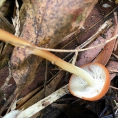 Marasmius elegans (Velvet Parachute) at Namadgi National Park - 23 Apr 2022 by KMcCue