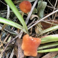 Marasmius elegans at Cotter River, ACT - 23 Apr 2022