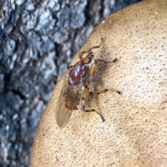 Tapeigaster sp. (genus) (Fungus fly, Heteromyzid fly) at Namadgi National Park - 23 Apr 2022 by KMcCue