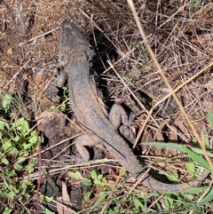 Pogona barbata (Eastern Bearded Dragon) at Red Hill to Yarralumla Creek - 20 Apr 2022 by KL