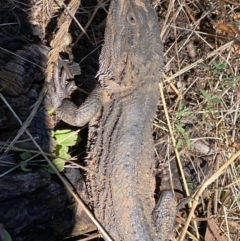 Pogona barbata at Hughes, ACT - 20 Apr 2022