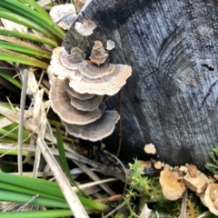 Trametes versicolor (Turkey Tail) at Cotter River, ACT - 23 Apr 2022 by KMcCue