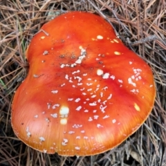 Amanita muscaria (Fly Agaric) at Cotter River, ACT - 23 Apr 2022 by KMcCue