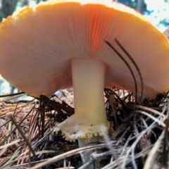 Amanita muscaria at Cotter River, ACT - 23 Apr 2022 11:26 AM