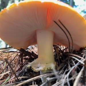 Amanita muscaria at Cotter River, ACT - 23 Apr 2022 11:26 AM