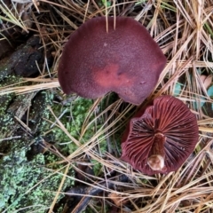 zz agaric (stem; gills not white/cream) at Namadgi National Park - 22 Apr 2022 by KMcCue