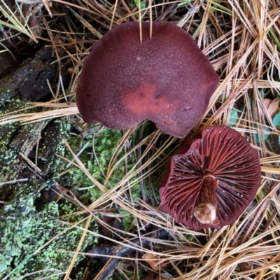 zz agaric (stem; gills not white/cream) at Cotter River, ACT - 23 Apr 2022 by KMcCue
