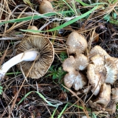 Unidentified Fungus (TBC) at Cotter River, ACT - 22 Apr 2022 by KMcCue