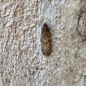 Oecophoridae (family) at Cotter River, ACT - 23 Apr 2022 02:43 PM