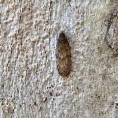 Unidentified Moth (Lepidoptera) (TBC) at Namadgi National Park - 23 Apr 2022 by KMcCue