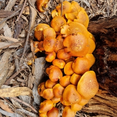 Gymnopilus junonius (Spectacular Rustgill) at Lake Ginninderra - 23 Apr 2022 by Ormaylo