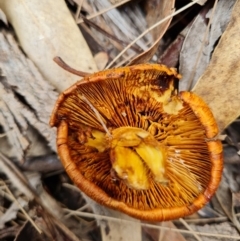 Gymnopilus junonius at Belconnen, ACT - 23 Apr 2022