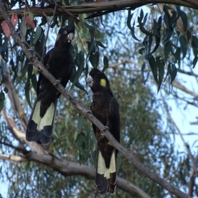 Zanda funerea (Yellow-tailed Black-Cockatoo) at Isaacs Ridge - 23 Apr 2022 by Mike