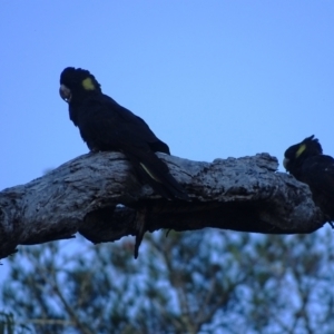 Zanda funerea at Isaacs, ACT - 23 Apr 2022 05:06 PM