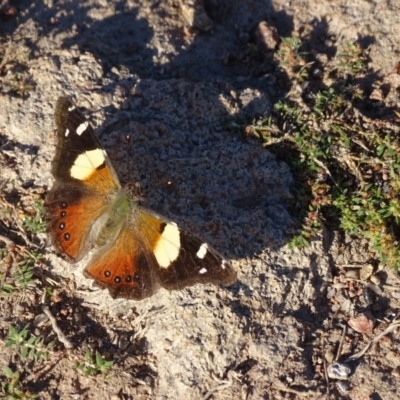Vanessa itea (Yellow Admiral) at Isaacs, ACT - 23 Apr 2022 by Mike
