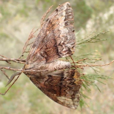 Chelepteryx collesi (White-stemmed Gum Moth) at Kowen, ACT - 23 Apr 2022 by Bugologist