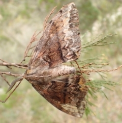 Chelepteryx collesi (White-stemmed Gum Moth) at Molonglo Gorge - 23 Apr 2022 by Bugologist