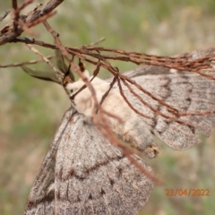 Chelepteryx collesi at Kowen, ACT - 23 Apr 2022