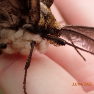 Chelepteryx collesi at Kowen, ACT - 23 Apr 2022