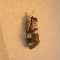 Anestia (genus) (A tiger moth) at Pialligo, ACT - 6 Apr 2022 by Bugologist