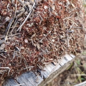 Papyrius sp. (genus) at Yass River, NSW - suppressed