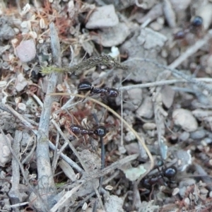 Papyrius sp. (genus) at Yass River, NSW - suppressed