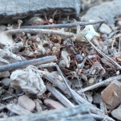 Papyrius sp. (genus) at Yass River, NSW - suppressed