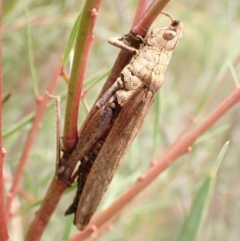 Coryphistes ruricola (Bark-mimicking Grasshopper) at Molonglo Gorge - 22 Apr 2022 by Bugologist