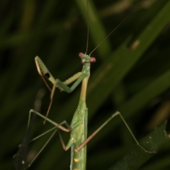 Pseudomantis albofimbriata (False garden mantis) at Melba, ACT - 14 Mar 2022 by kasiaaus