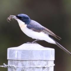 Myiagra inquieta (Restless Flycatcher) at Fyshwick, ACT - 22 Apr 2022 by RodDeb