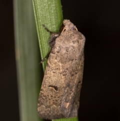 Proteuxoa hypochalchis (Black-bar Noctuid) at Melba, ACT - 14 Mar 2022 by kasiaaus