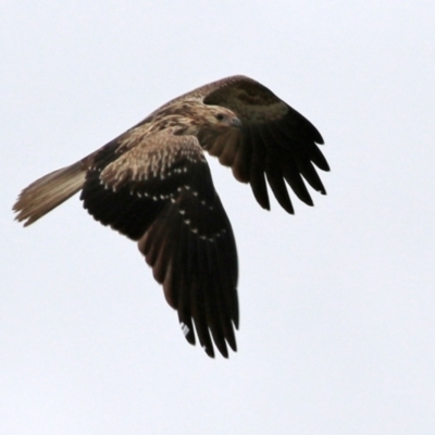 Haliastur sphenurus (Whistling Kite) at Fyshwick, ACT - 22 Apr 2022 by RodDeb