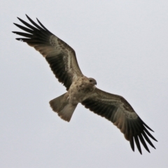 Haliastur sphenurus at Fyshwick, ACT - 22 Apr 2022