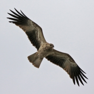 Haliastur sphenurus at Fyshwick, ACT - 22 Apr 2022