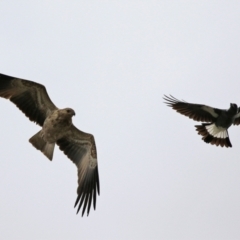 Haliastur sphenurus at Fyshwick, ACT - 22 Apr 2022 01:40 PM