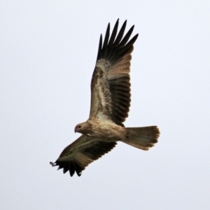 Haliastur sphenurus at Fyshwick, ACT - 22 Apr 2022